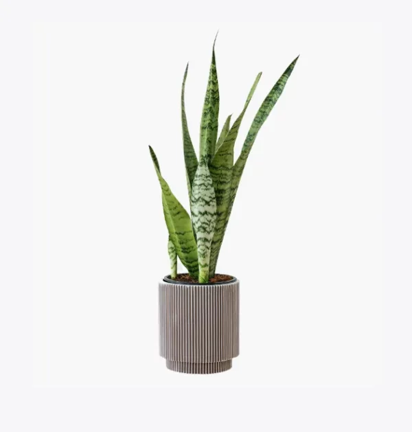 Faucibus Interdum